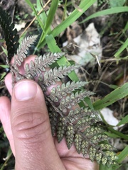 Polystichum neozelandicum
