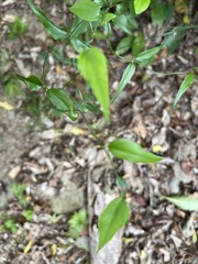 Jasminum nervosum