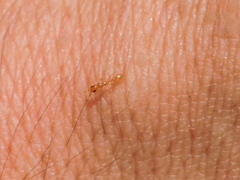 Pseudomyrmex pallidus