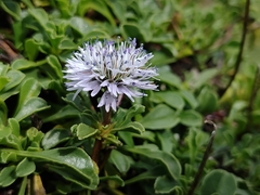 Globularia cordifolia