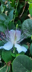 Capparis orientalis