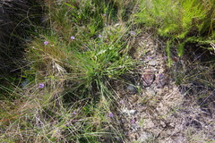 Sisyrinchium halophilum