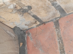 Crossopriza lyoni
