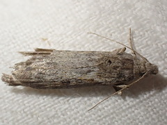 Lamoria anella
