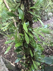 Pyrrosia eleagnifolia