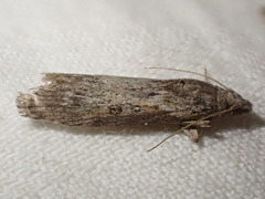 Lamoria anella