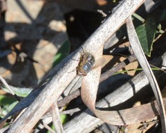 Calliphora albifrontalis