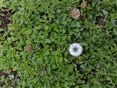 Globularia cordifolia
