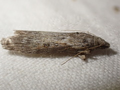 Lamoria anella
