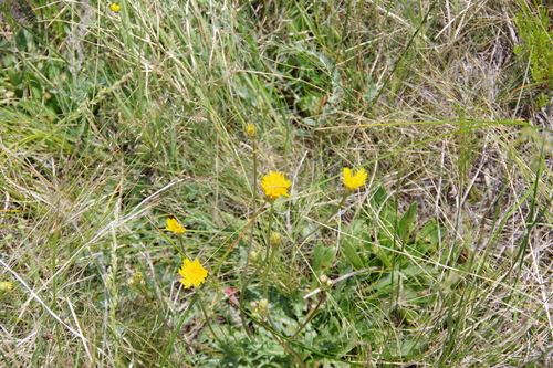 Crepis runcinata ssp. andersonii