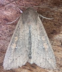 Mythimna unipuncta