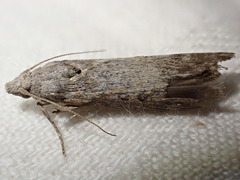 Lamoria anella