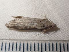 Lamoria anella
