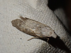 Lamoria anella