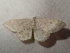Scopula marginepunctata