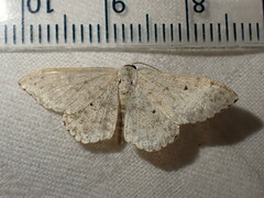 Scopula marginepunctata