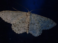 Scopula marginepunctata