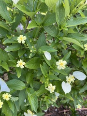 Pseudomussaenda flava