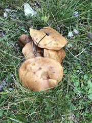 Suillus bovinus
