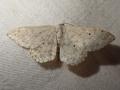 Scopula marginepunctata