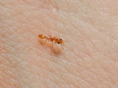 Pseudomyrmex pallidus
