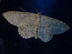 Scopula marginepunctata