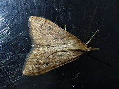 Udea ferrugalis