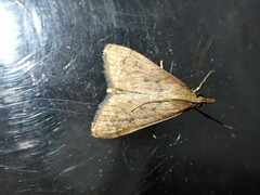 Udea ferrugalis
