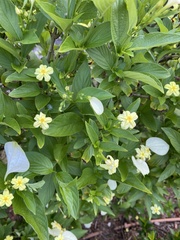 Pseudomussaenda flava