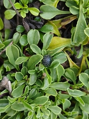Globularia cordifolia