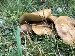 Suillus bovinus
