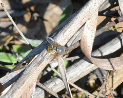 Calliphora albifrontalis