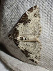 Xanthorhoe fluctuata