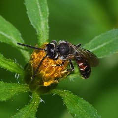 Sphecodogastra