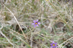 Sisyrinchium halophilum