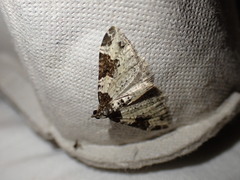 Xanthorhoe fluctuata