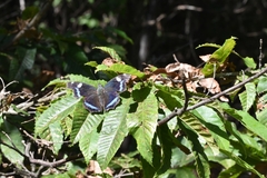 Kaniska canace
