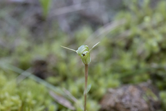Pterostylis trullifolia