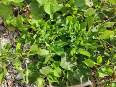 Dendrolobium umbellatum