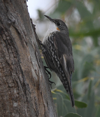 Cormobates leucophaea