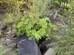 Darmera peltata