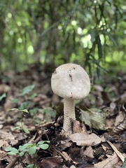 Amanita virgineoides