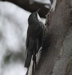 Cormobates leucophaea