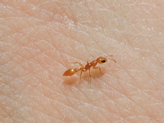 Pseudomyrmex pallidus