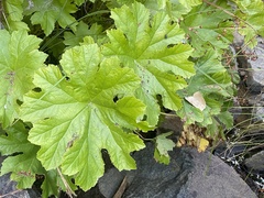 Darmera peltata