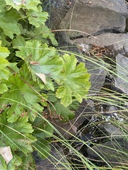 Darmera peltata