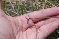 Sisyrinchium halophilum