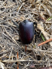 Lucanus cervus