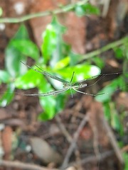 Leucauge decorata