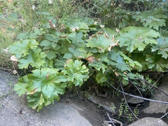 Darmera peltata